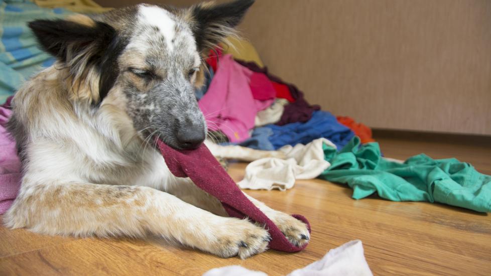 dog swallowed something; a dog chews on a sock.